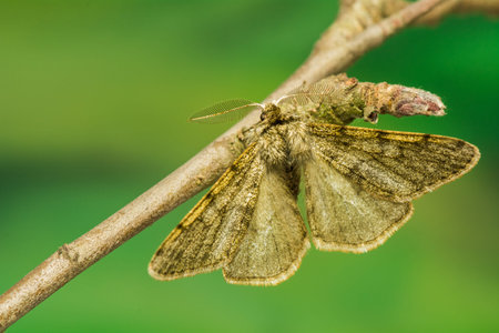 Phigalia pilosaria