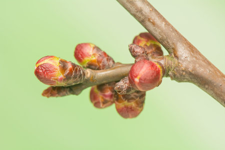 Spring budの写真素材