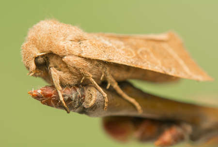 Orthosia cerasiの写真素材