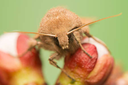 Orthosia cerasiの写真素材