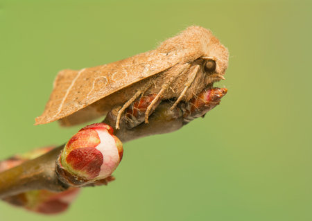 Orthosia cerasi
