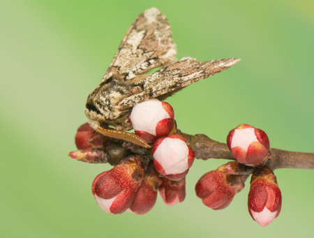 Biston strataria