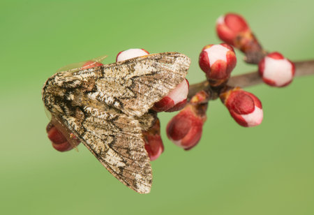 Biston stratariaの写真素材