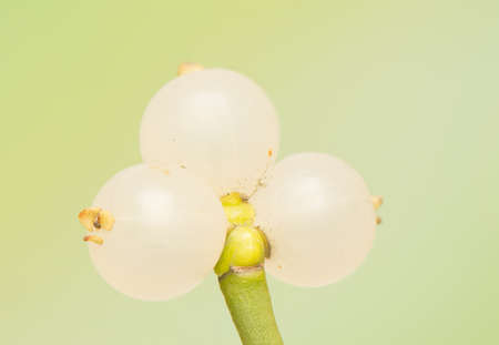 mistletoeの写真素材