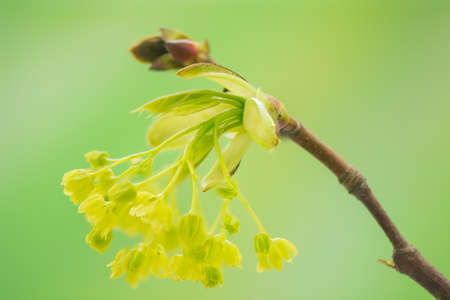 Acer pseudoplatanusの写真素材