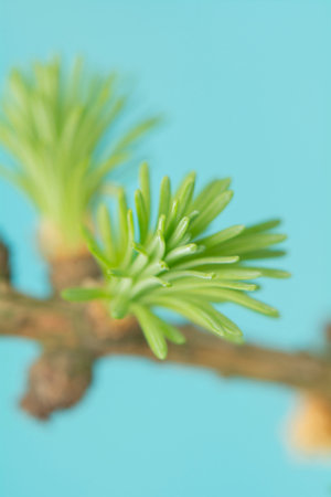 Larch spring