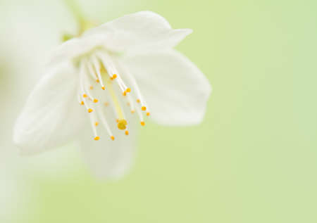 Spring flowerの写真素材