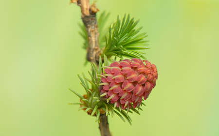 Larch flowerの写真素材