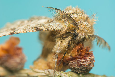 Lycia hirtaria