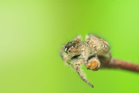 Philaeus chrysops - Jumping spider