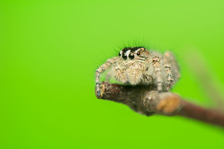 Philaeus chrysops - Jumping spider