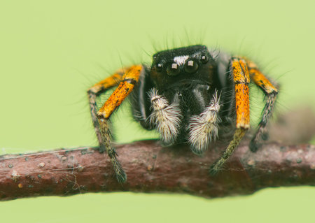 Philaeus chrysops - Jumping spider