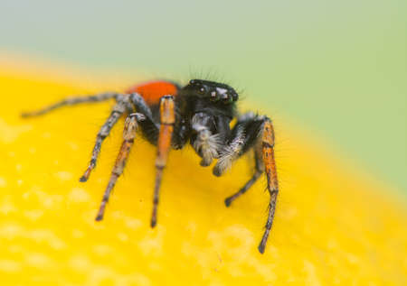 Philaeus chrysops - Jumping spiderの写真素材