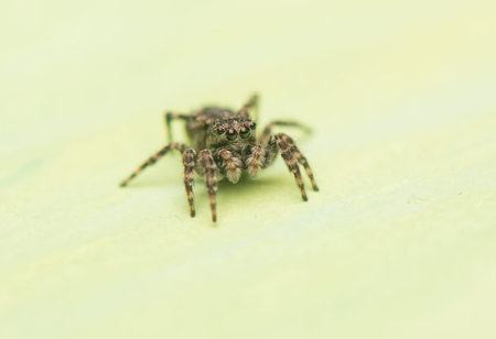 Jumping spider - Sitticus pubescens