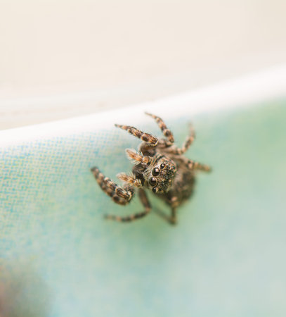 Jumping spider - Sitticus pubescensの写真素材