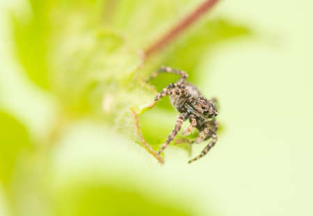 Jumping spider - Sitticus pubescensの写真素材