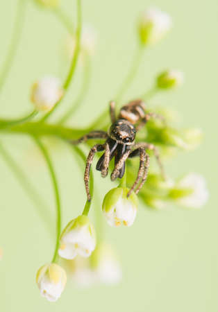 Jumping spider - Salticus scenicusの写真素材