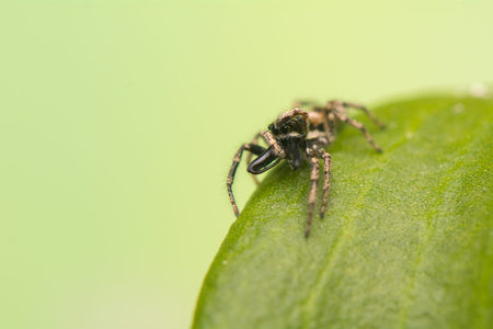 Jumping spider - Salticus scenicus
