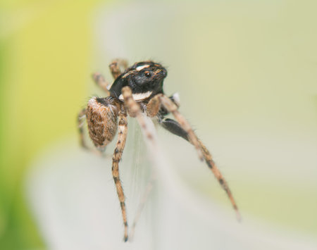 Jumping spider