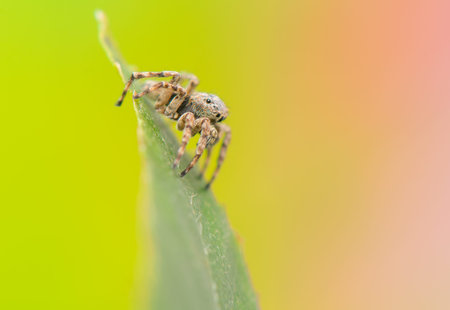 Jumping spider - Sitticus pubescensの写真素材