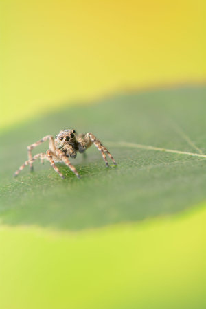 Jumping spider - Sitticus pubescens