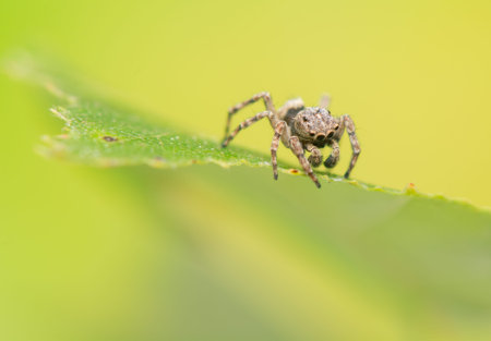 Jumping spider - Sitticus pubescens