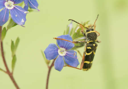 Beetle - Clytus arietisの写真素材