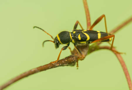 Beetle - Clytus arietisの写真素材