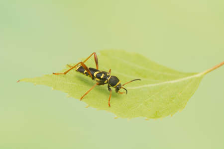 Beetle - Clytus arietisの写真素材