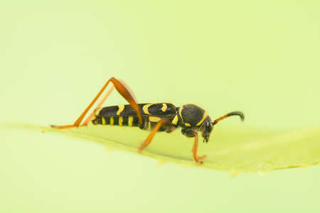 Beetle - Clytus arietisの写真素材