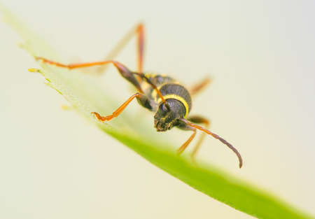Beetle - Clytus arietisの写真素材