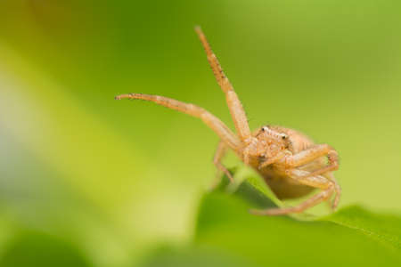 Spider - Xysticusの写真素材