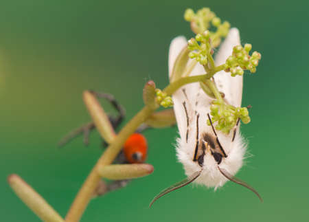 night butterfly - Spilosoma lubricipedaの写真素材