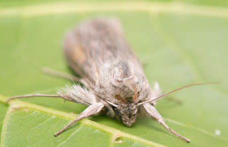 night butterflyの写真素材