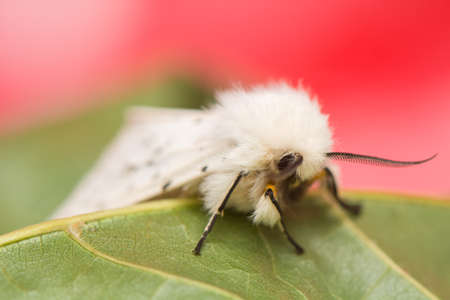night butterfly - Spilosoma lubricipedaの写真素材
