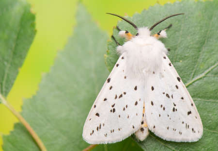 night butterfly - Spilosoma lubricipedaの写真素材
