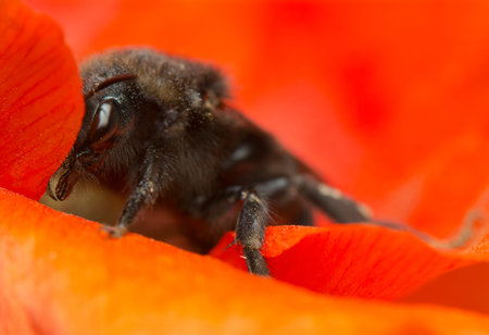 Bumblebeeの写真素材