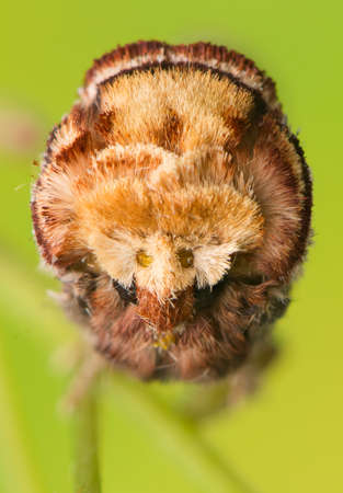 Phalera bucephalaの写真素材