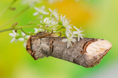 Phalera bucephalaの写真素材