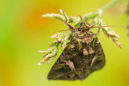 Trachea atriplicisの写真素材