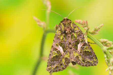 Trachea atriplicisの写真素材