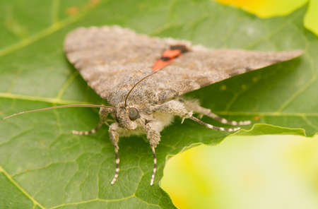 Catocala elocataの写真素材