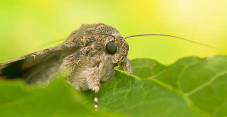 Catocala elocataの写真素材