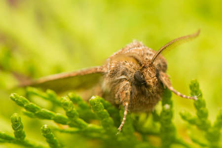 Tholera decimalisの写真素材