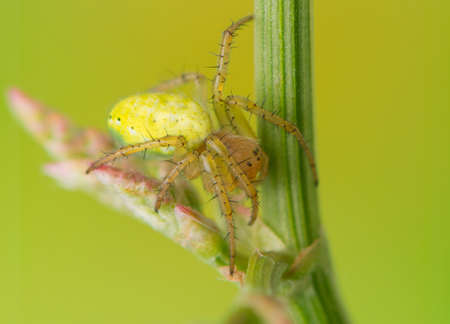 Spiderの写真素材