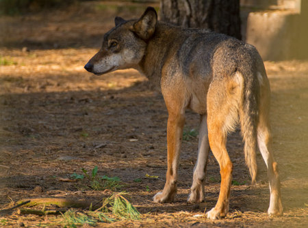 Wolf close up 