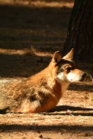 Wolf