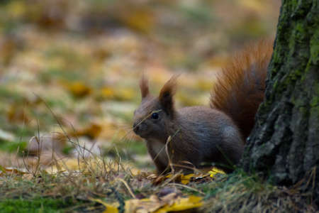 Squirrelの写真素材