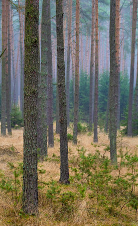 Pine forest