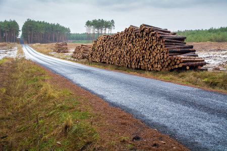 Pine forest, stroma and road